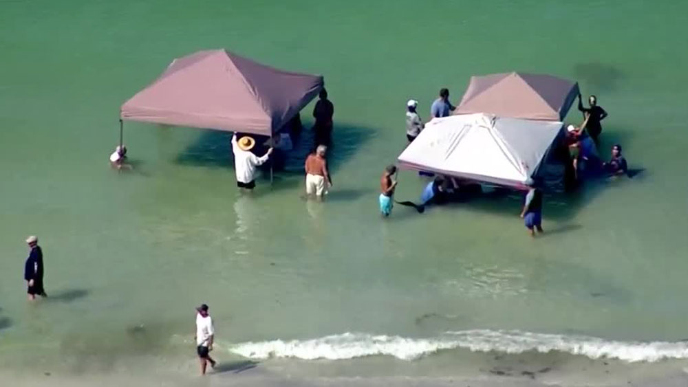 wptv-beached-whales-.jpg