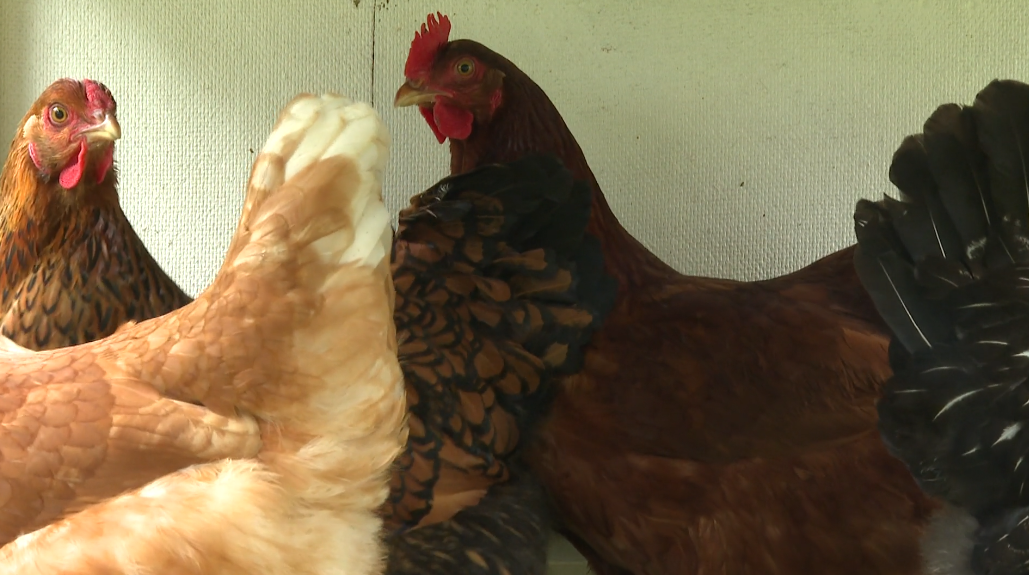 lascassas chickens.png