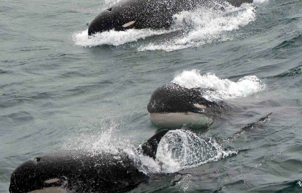 Type D killer whale 