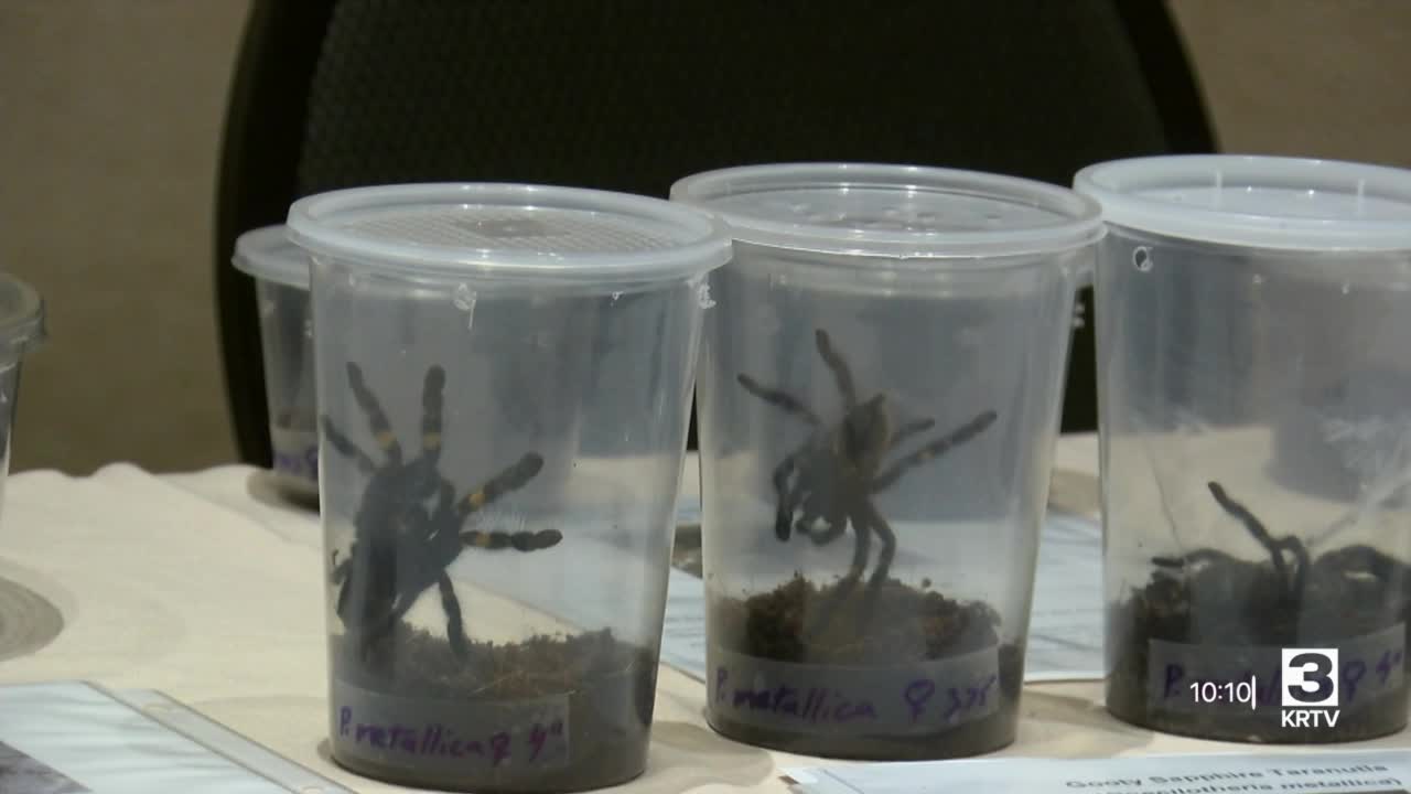 Big Sky Reptile Expo returns after pandemic