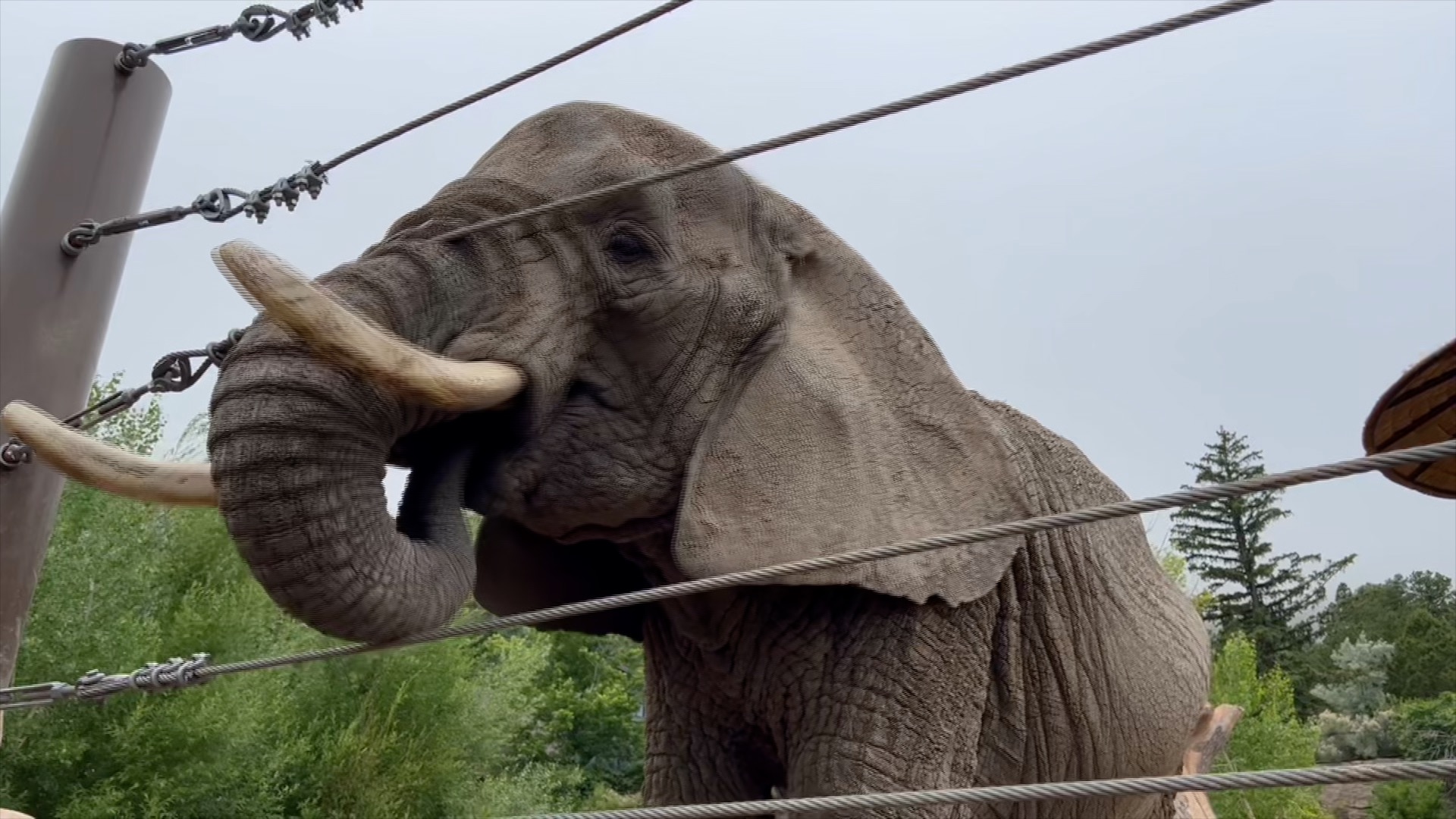 Animal rights group files lawsuit agains Cheyenne Mountain Zoo, calling on release of five elephants.jpg