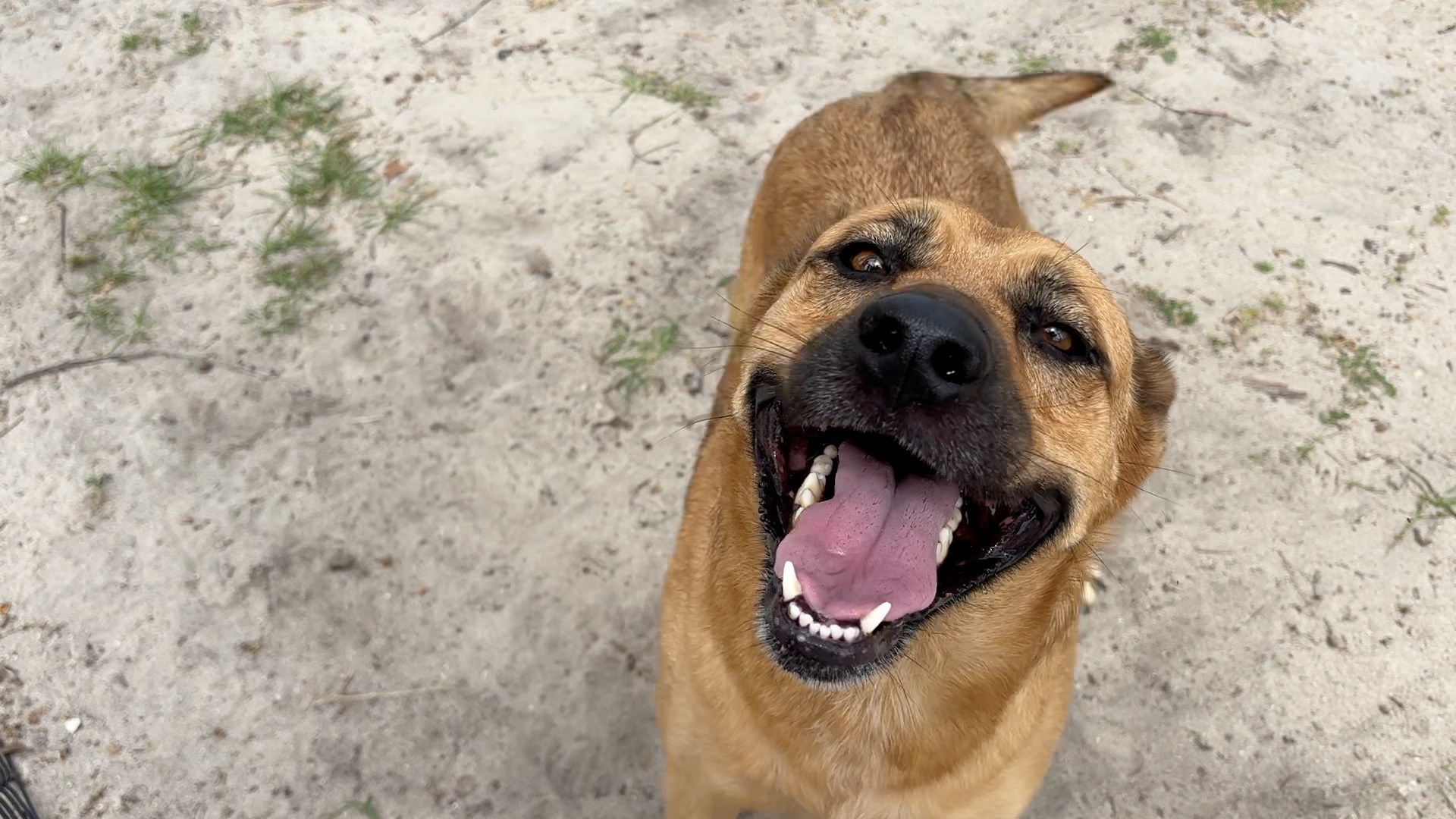 Adoptable dog at the Wakulla Animal Shelter