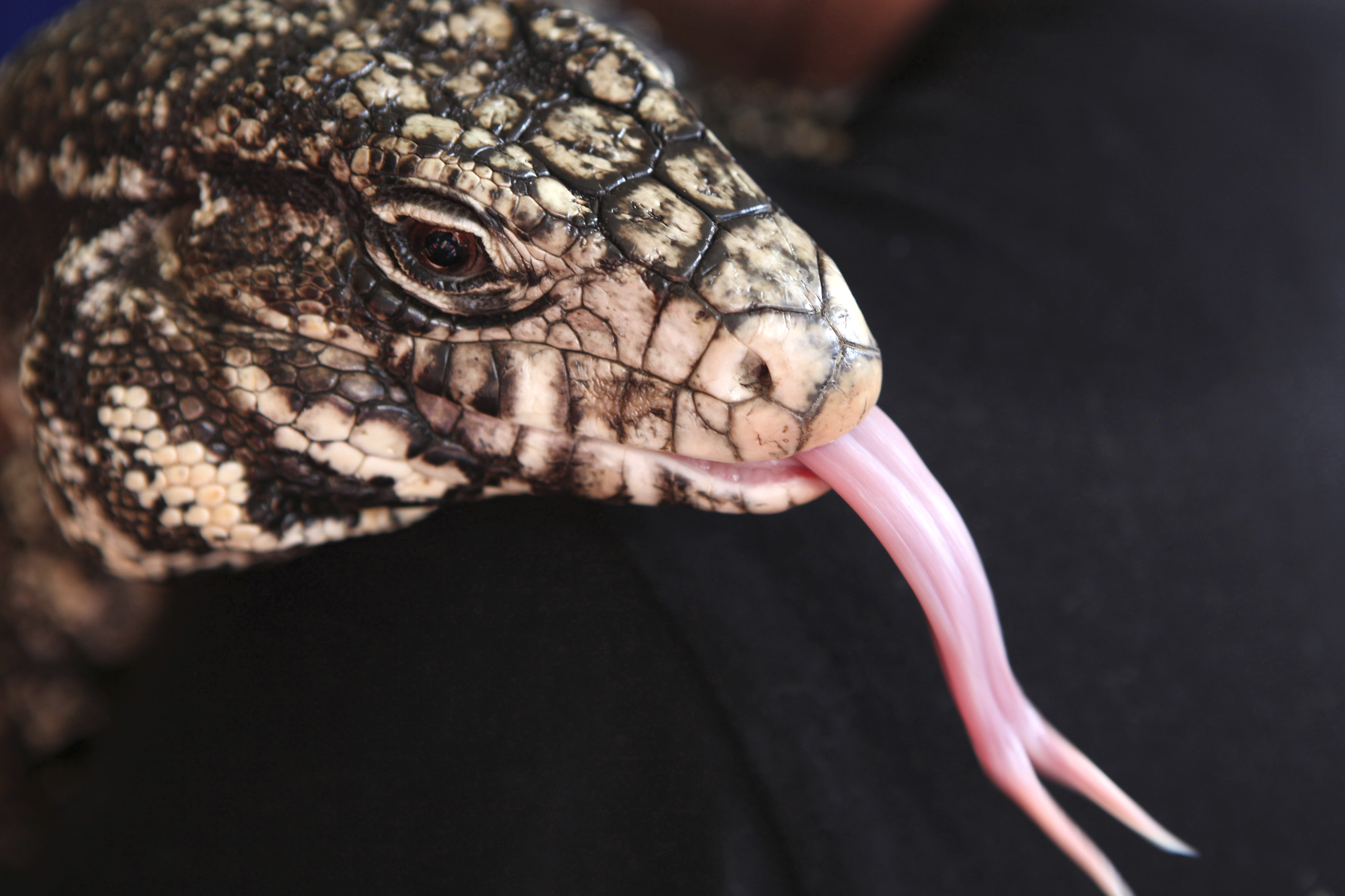Large Nonnative Lizard