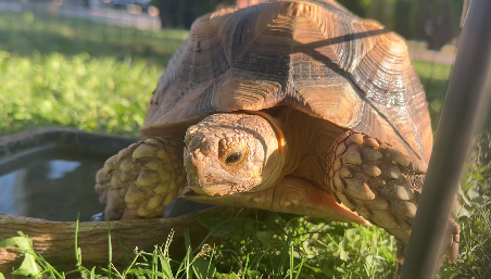 SAFETY FIRST: Officer Bowser S. Tortoise brings smiles, safety reminders to students and parents 