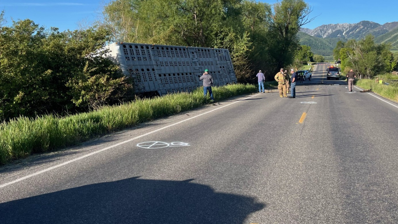 Cattle Trailer Crash