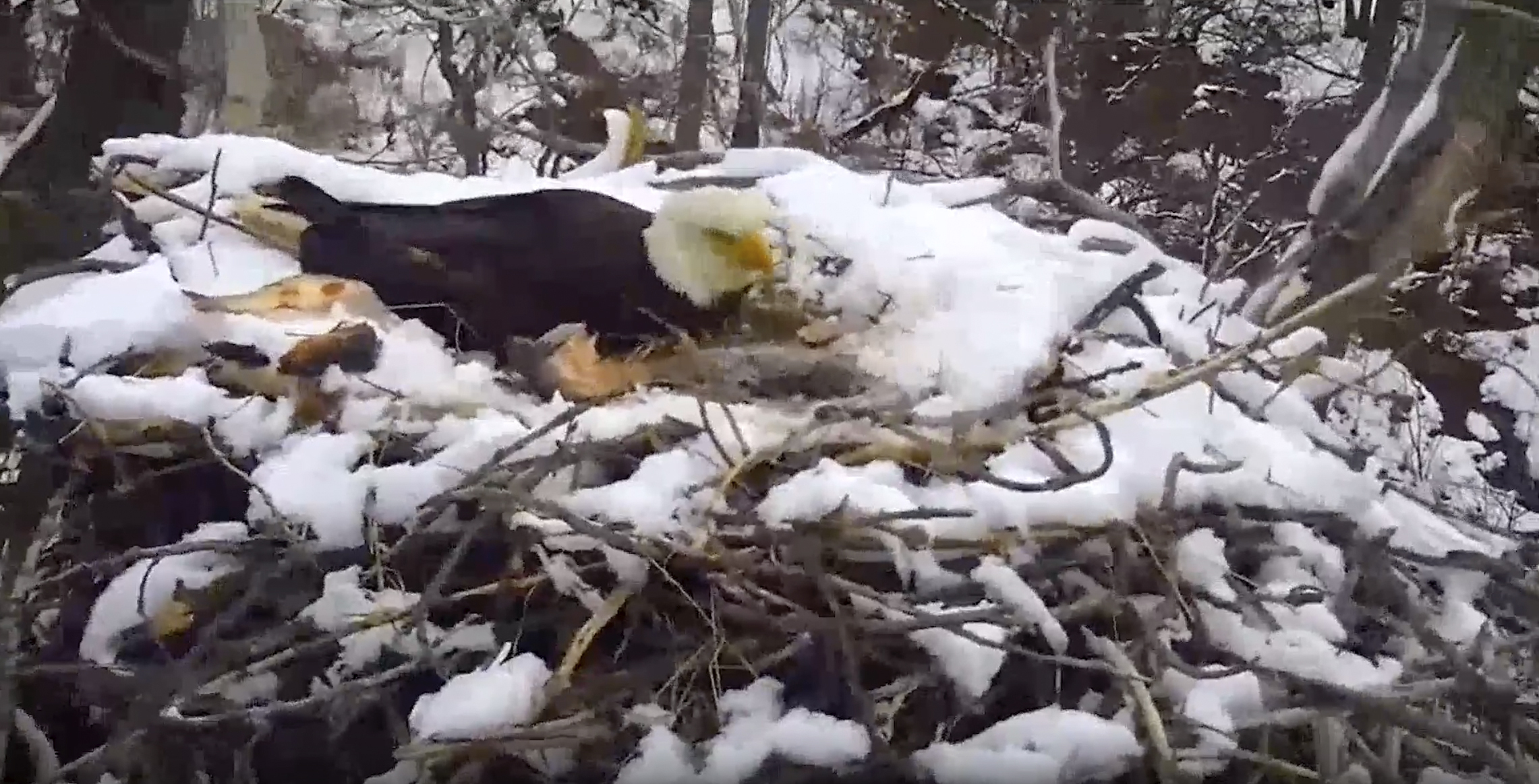 Severe Weather Eagle Cam