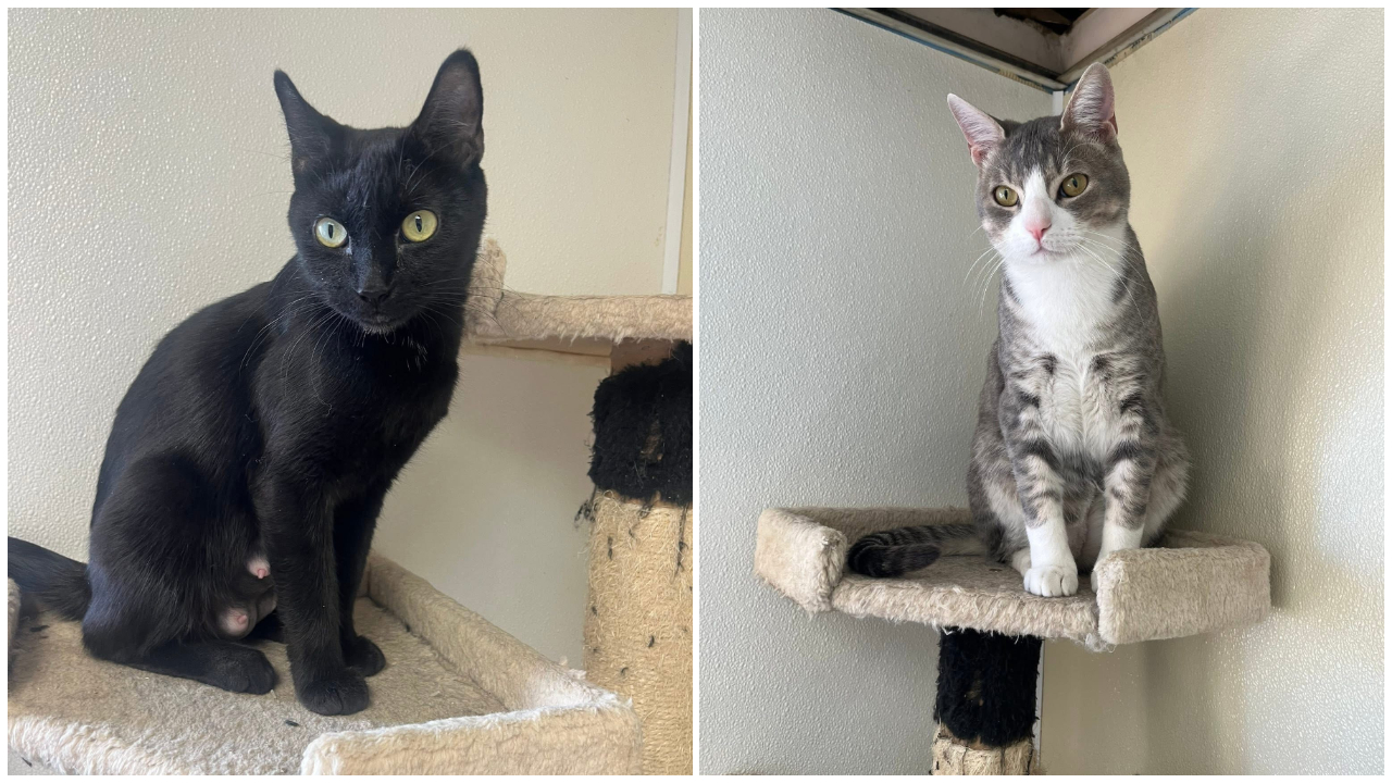 Prairie Oasis Animal Shelter in Shelby presents Pets Of The Week: Beguira and Chip