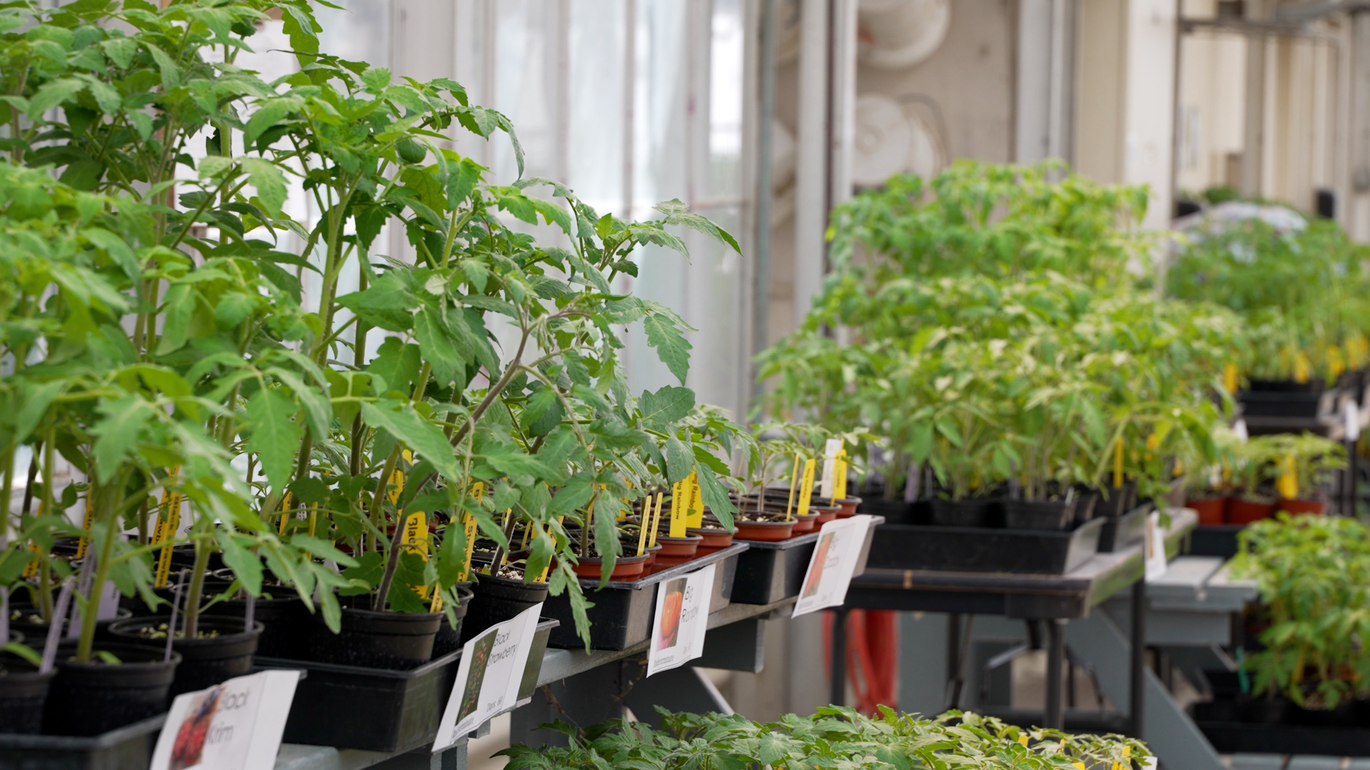 TOMATO SPECTACULAR 2026 VO.00_00_35_07.Still001.jpg