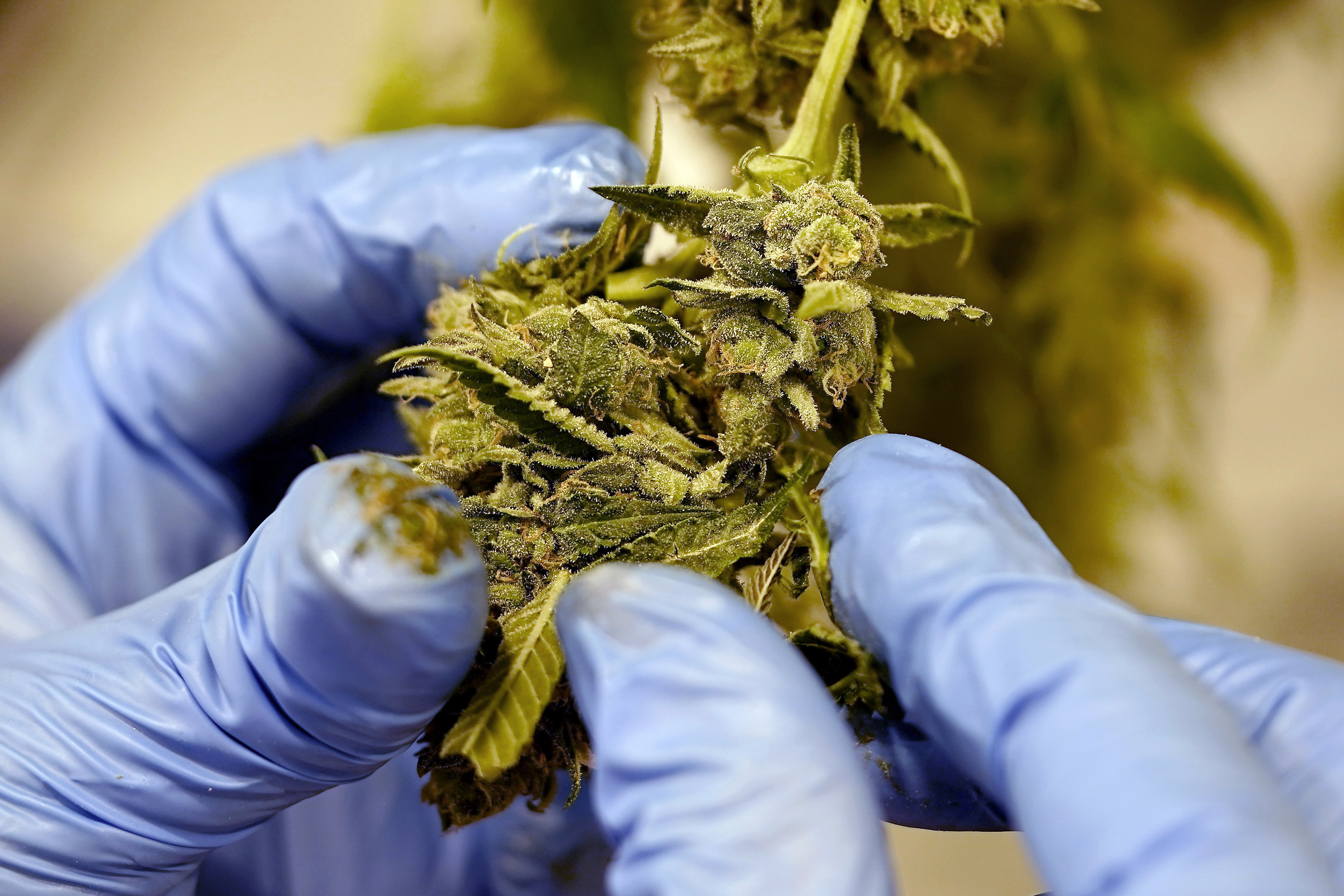 Medical Cannabis Kentucky