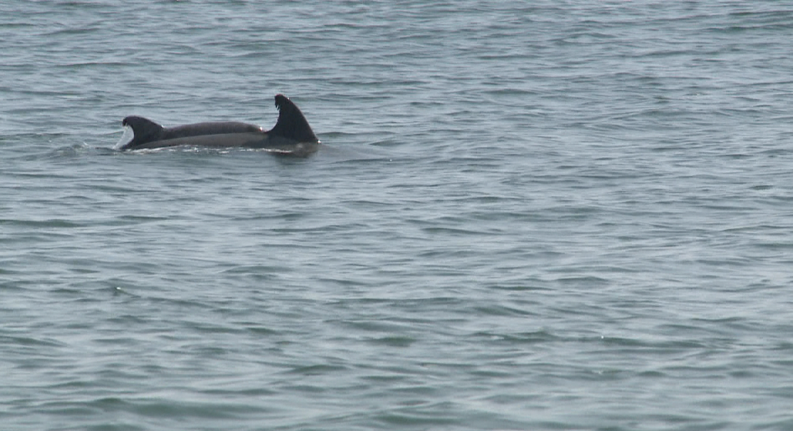 Dolphins August 2022 Atlantic Ocean