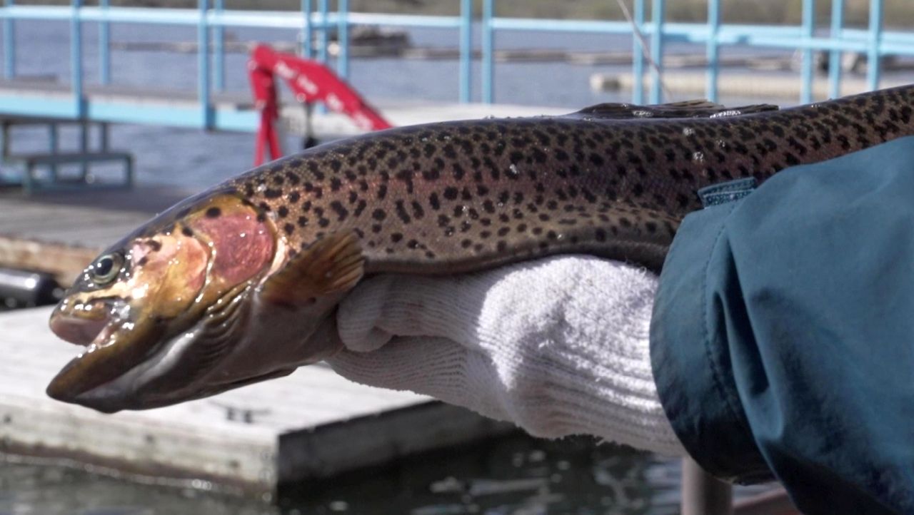 Rainbow Trout