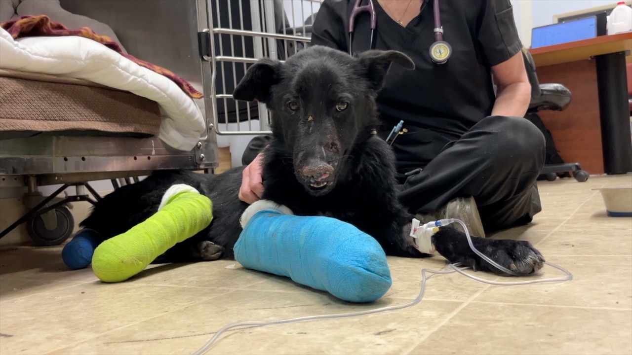 Badly injured dog found in Elmwood Place on New Year’s Eve, staff seek help finding owners