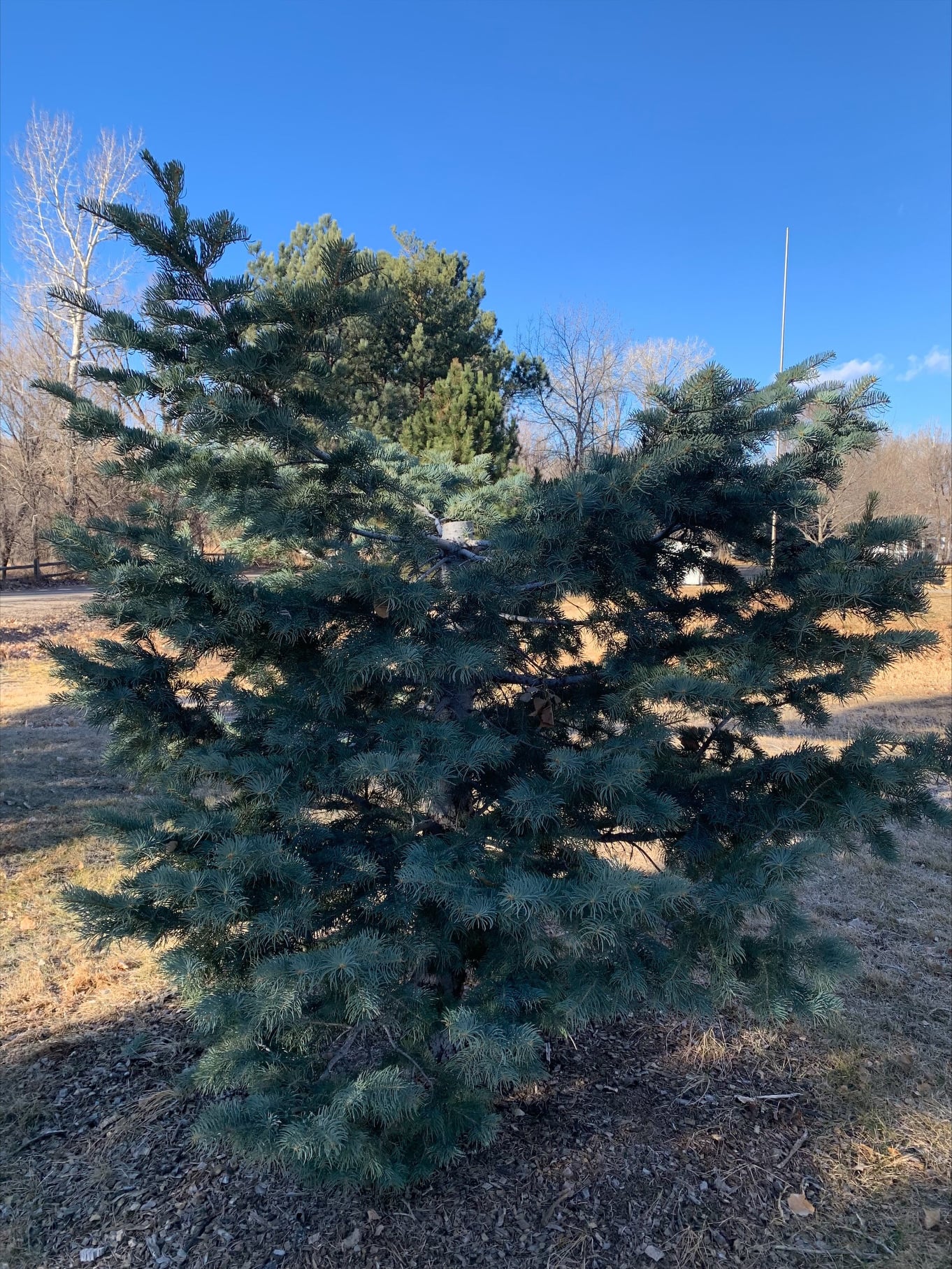 Trees cut at Anderson Park_ Wheat Ridge PD