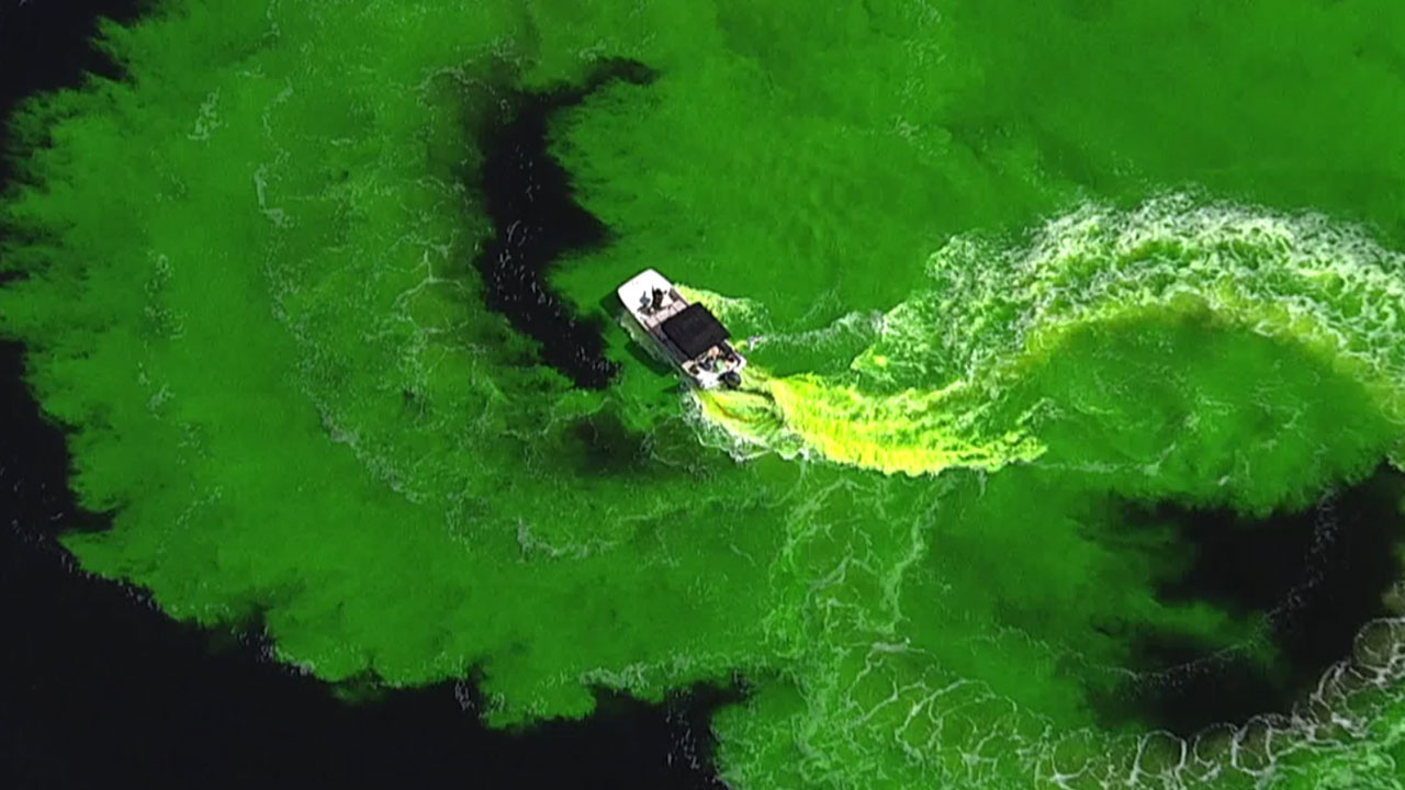 Green river in Tampa