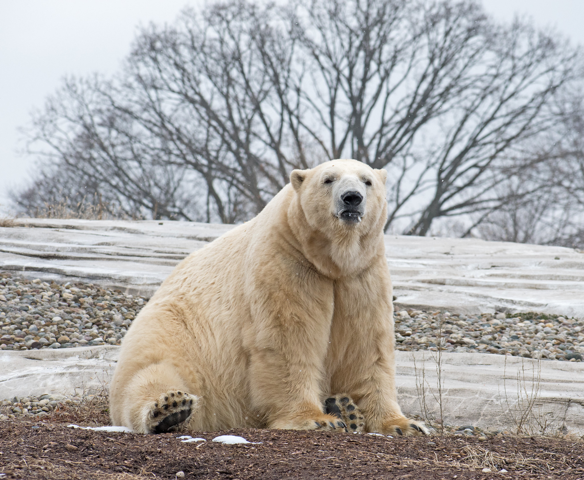 Nuka, a polar bear at the Detroit Zoo, is being moved to another zoo - Vimarsana News
