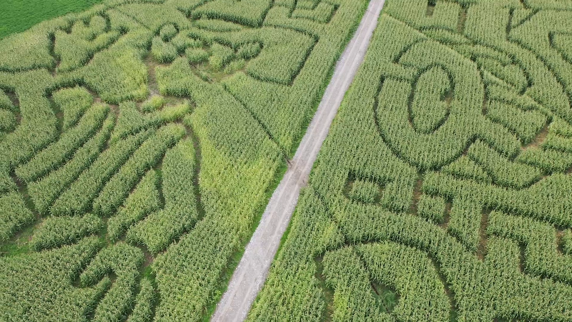 Edgewater Farms corn maze