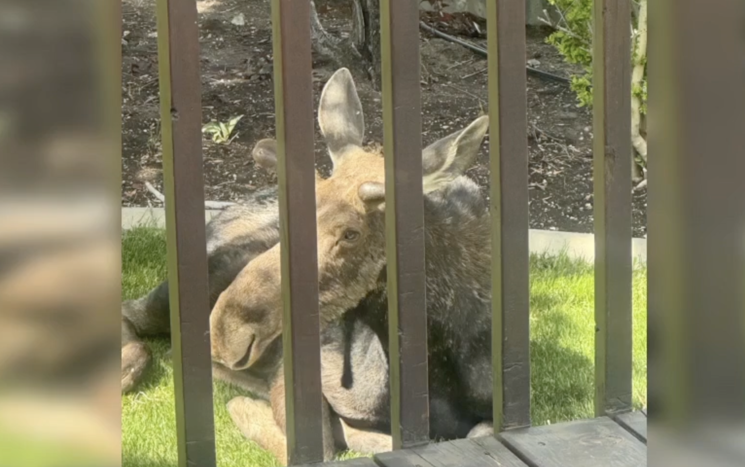 A moose lounges in the backyard of a Utah couple's home. 