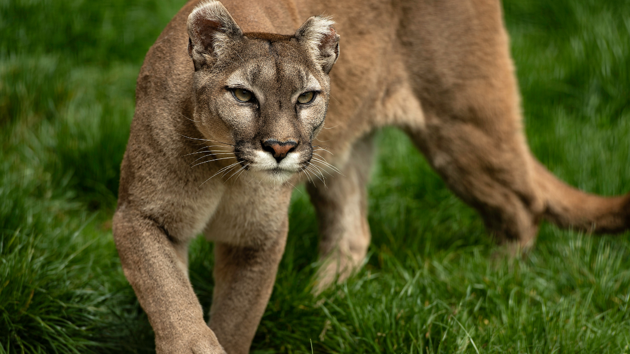 Mountain lion (FILE)