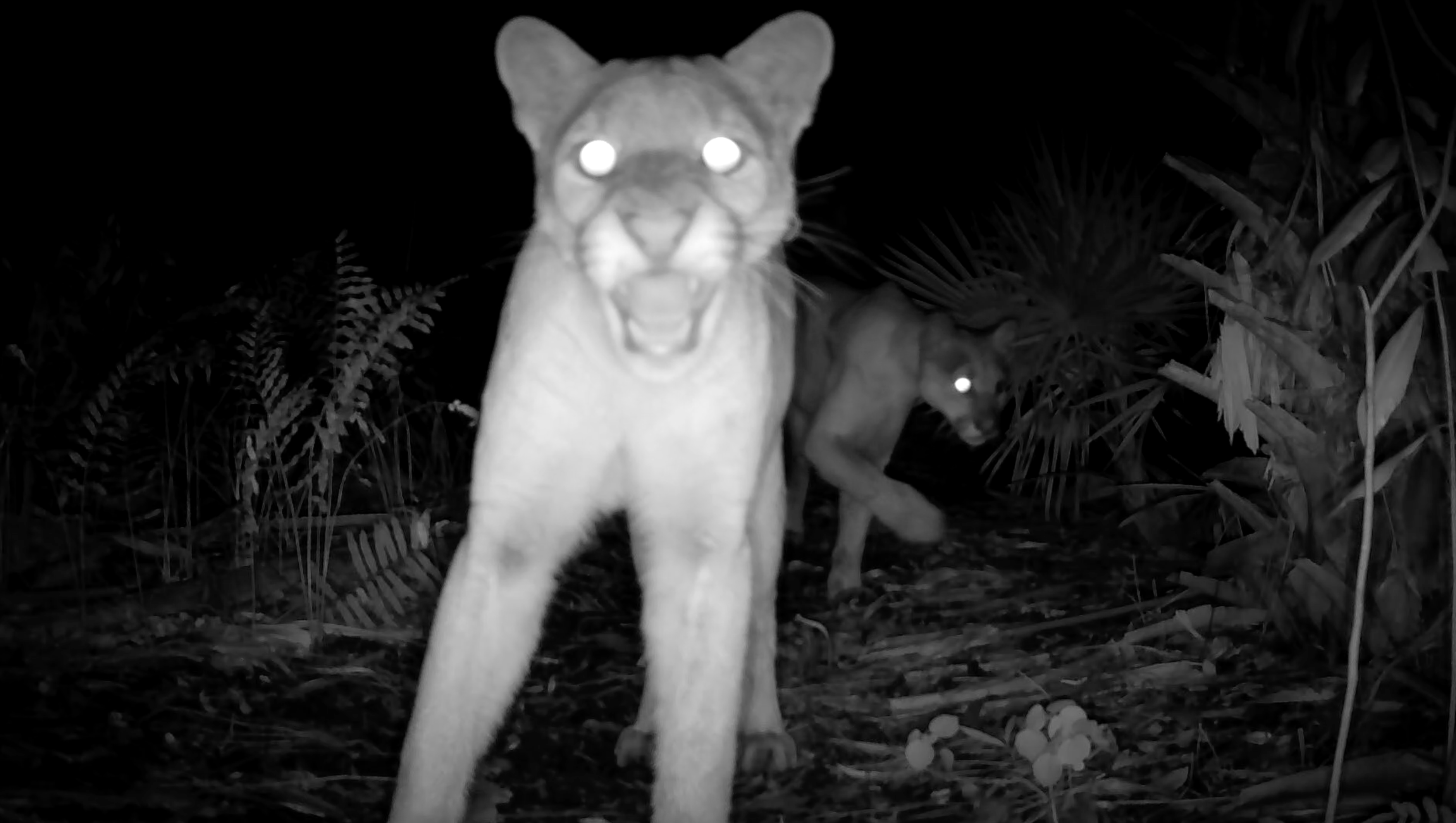 Panther hissing