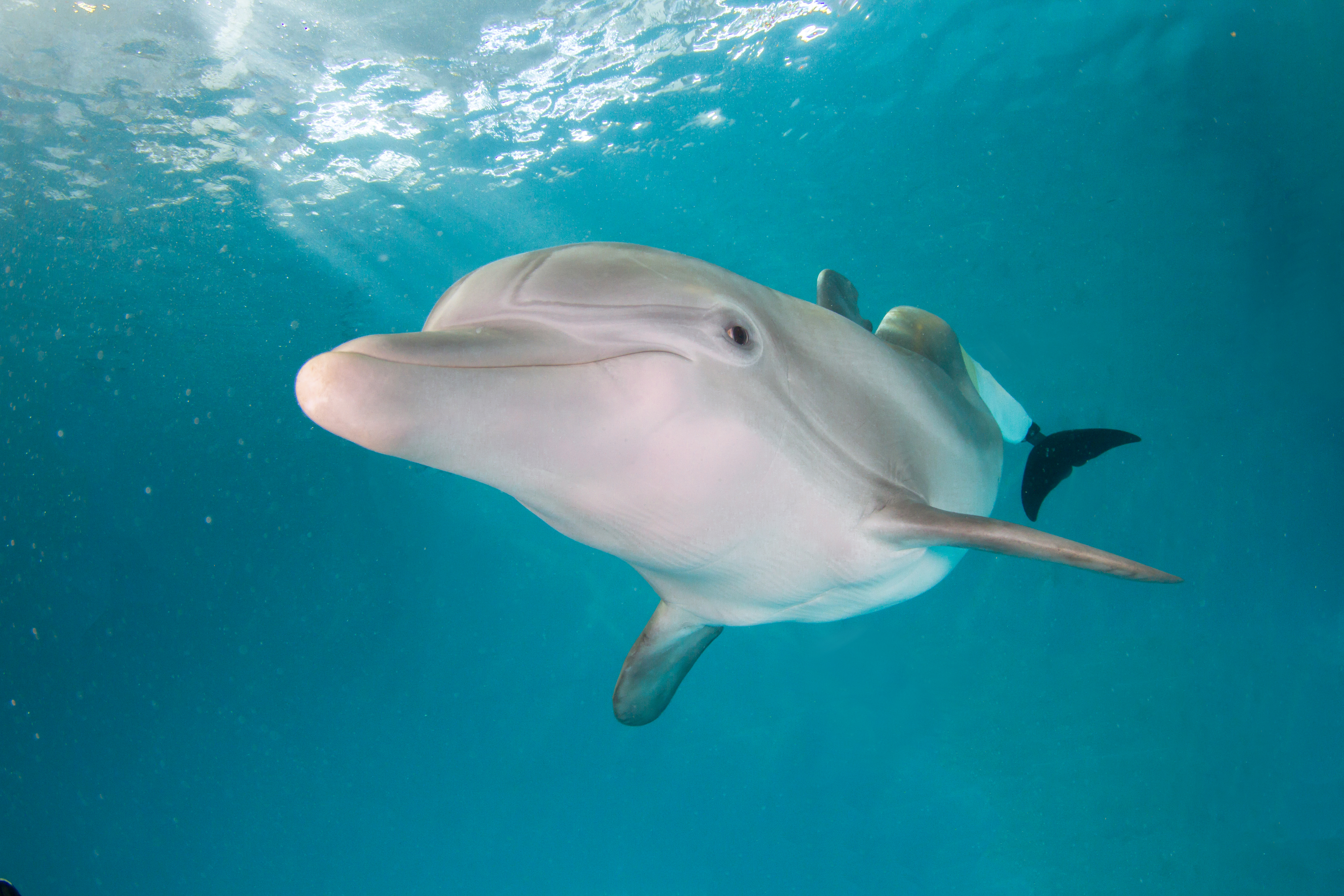 winter the dolphin-clearwater marine aquarium.jpg