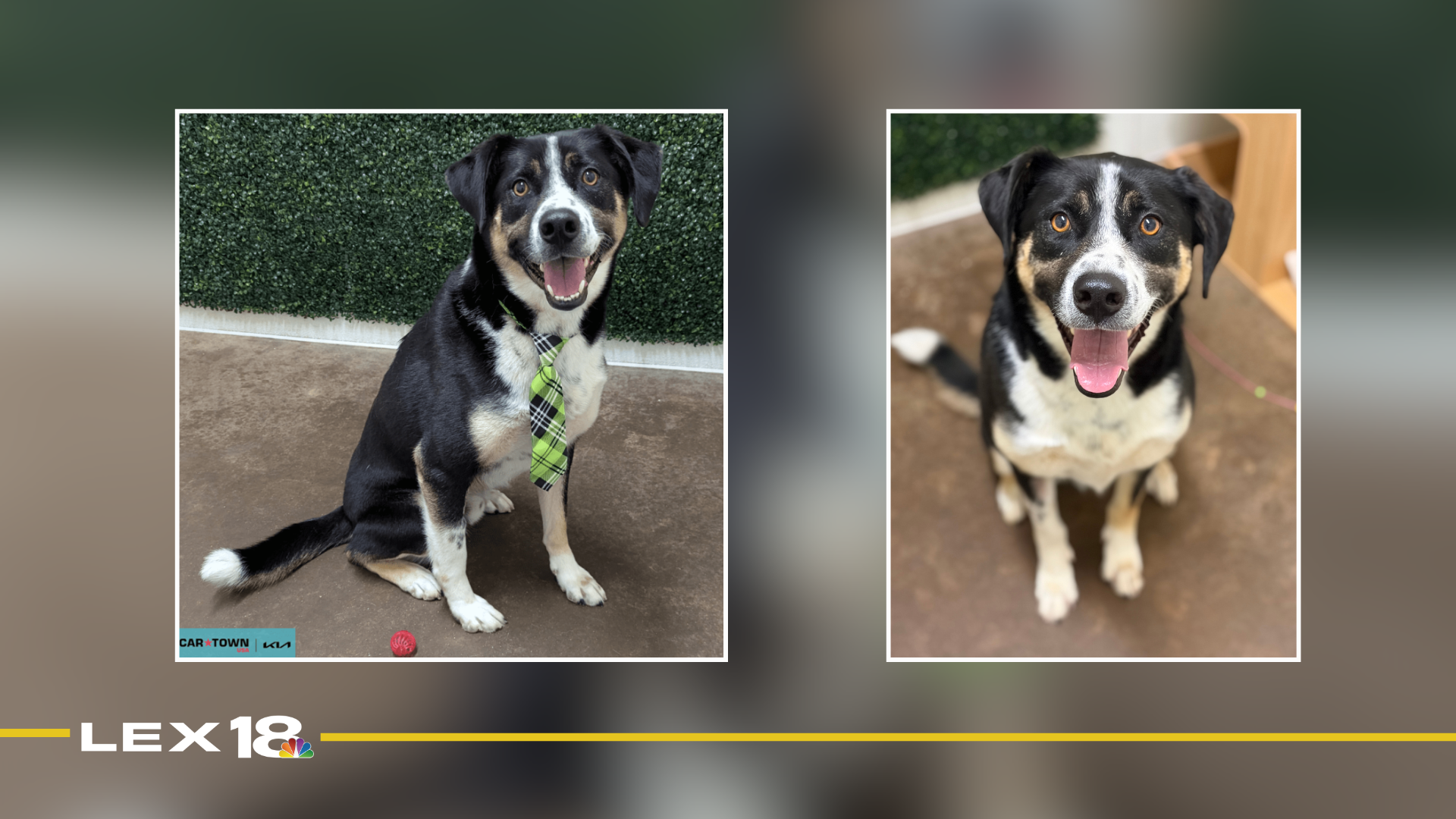 mugshot template  (94).png