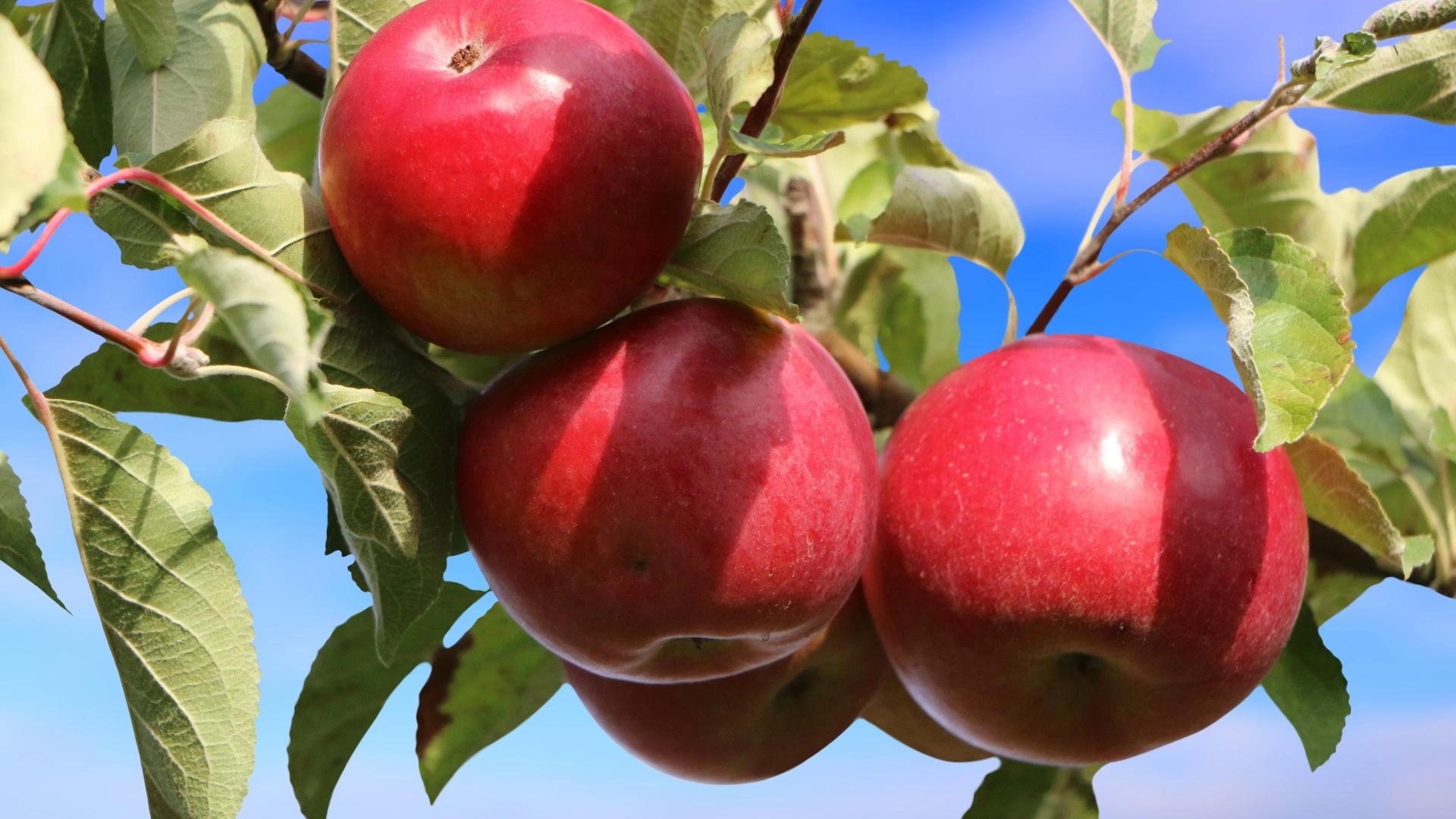 Fall Background red apples
