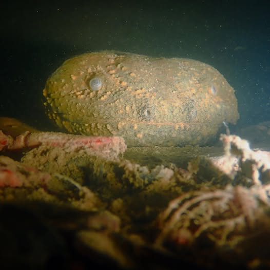 eastern hellbender.jpg