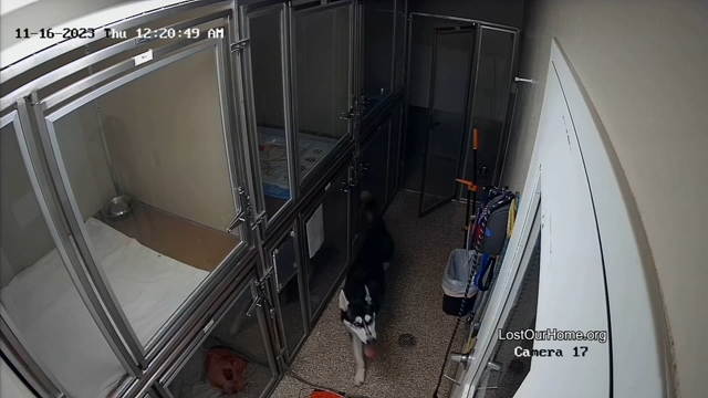husky dog.00_00_16_19.Still001.png