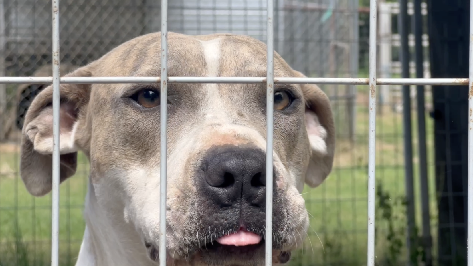 'We're up to over 150 dogs': Burleson County animal rescue calls for county's help after population increase, bill triples 