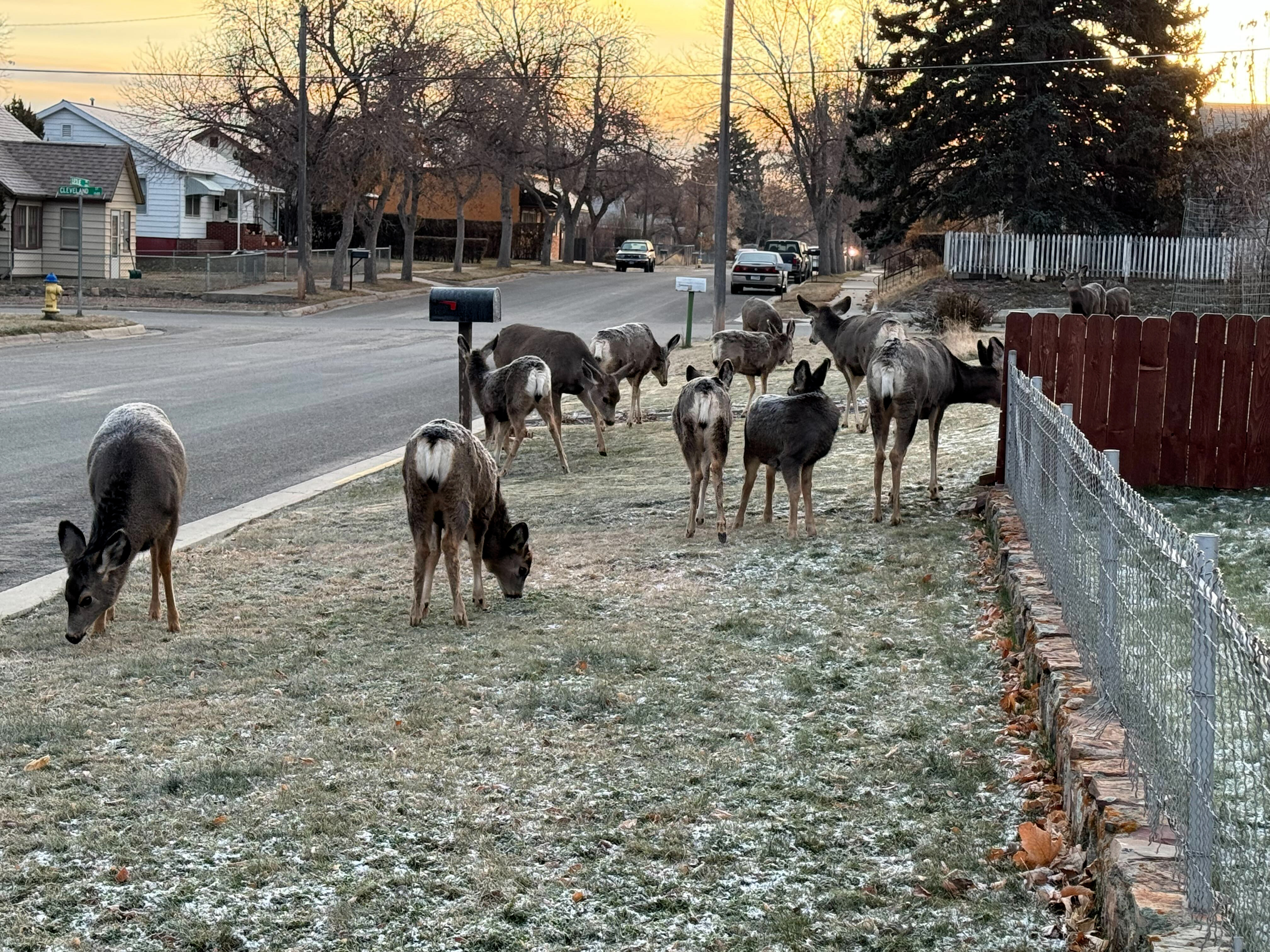 Deer in front lawn