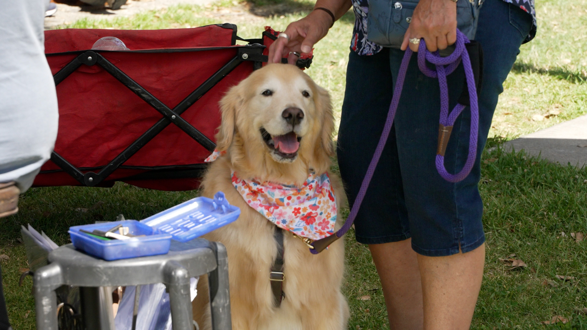 Goldens in the Park SVO.00_00_21_16.Still001.jpg