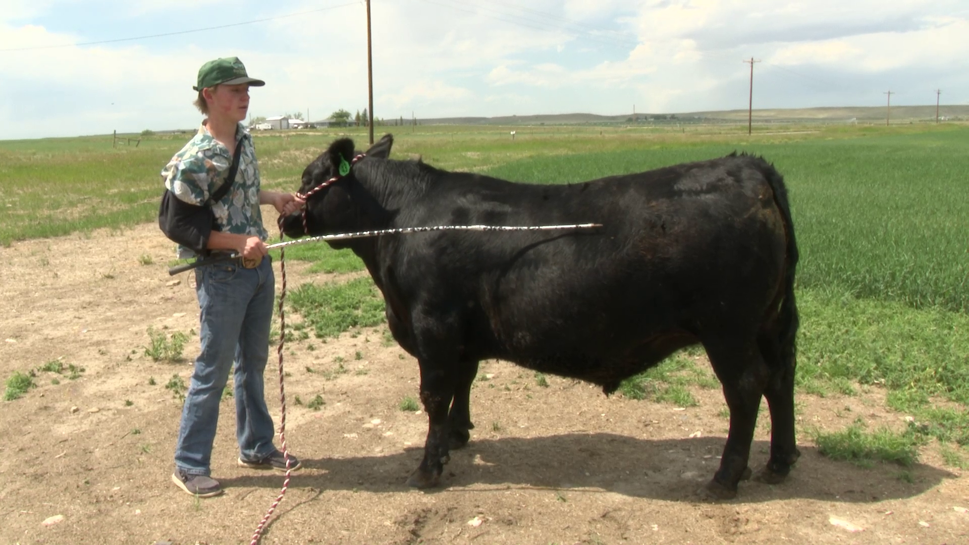 Hudson Rohrer, Circle S Beef 4-H, is a top competitor in Cascade County 4-H Livestock and Show event.