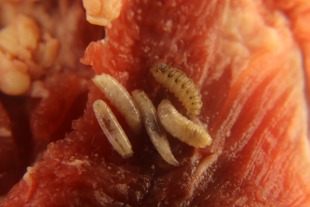 Larvae of flies on meat. 