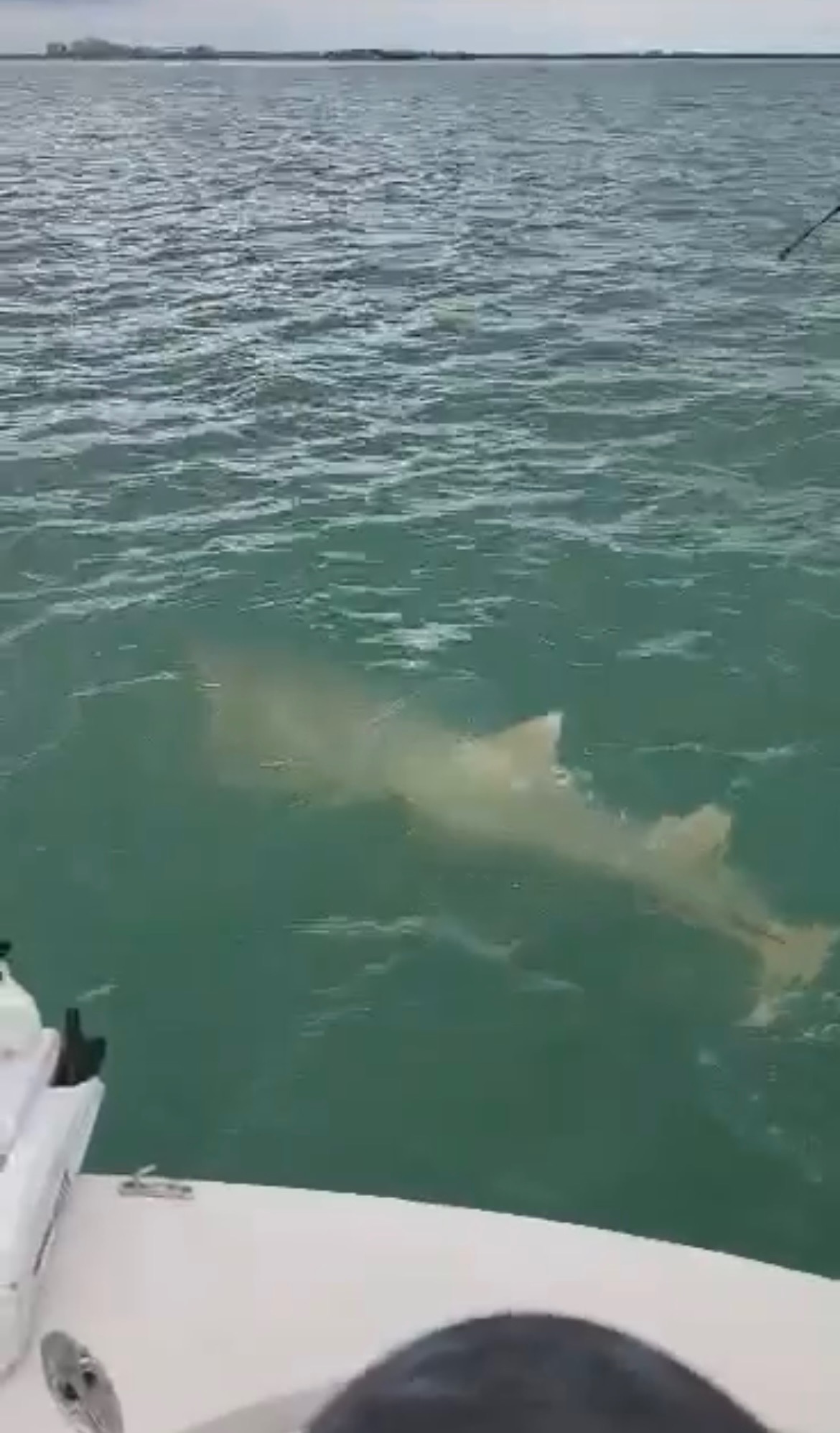 sawfish near Sanibel 