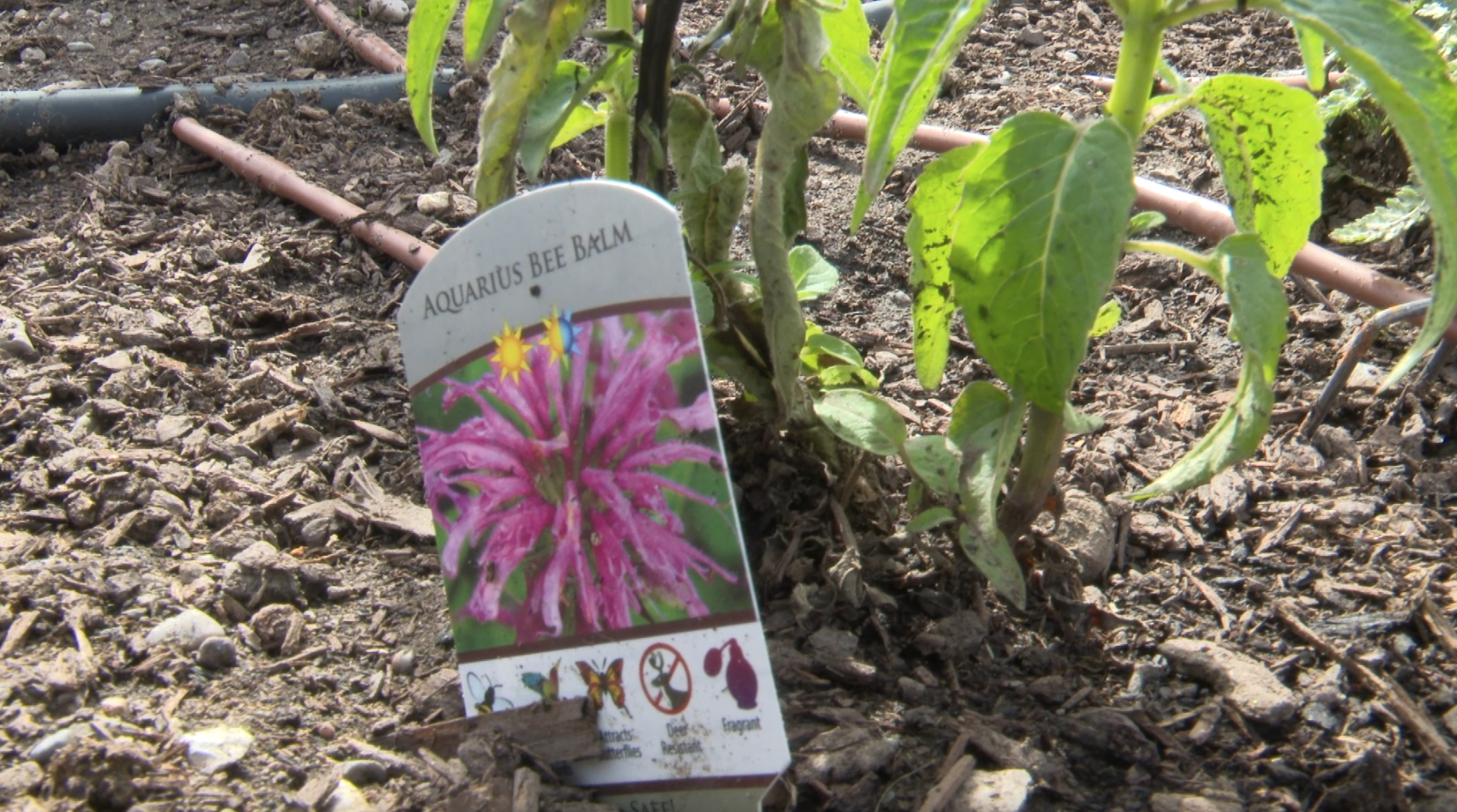 Watson Children's Shelter Sensory Garden