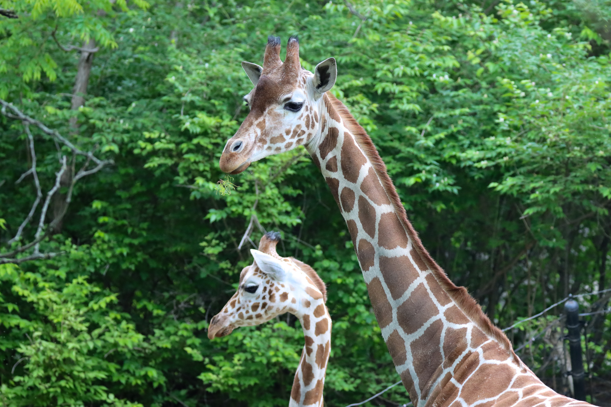 Indy Zoo Giraffe 2.jpg