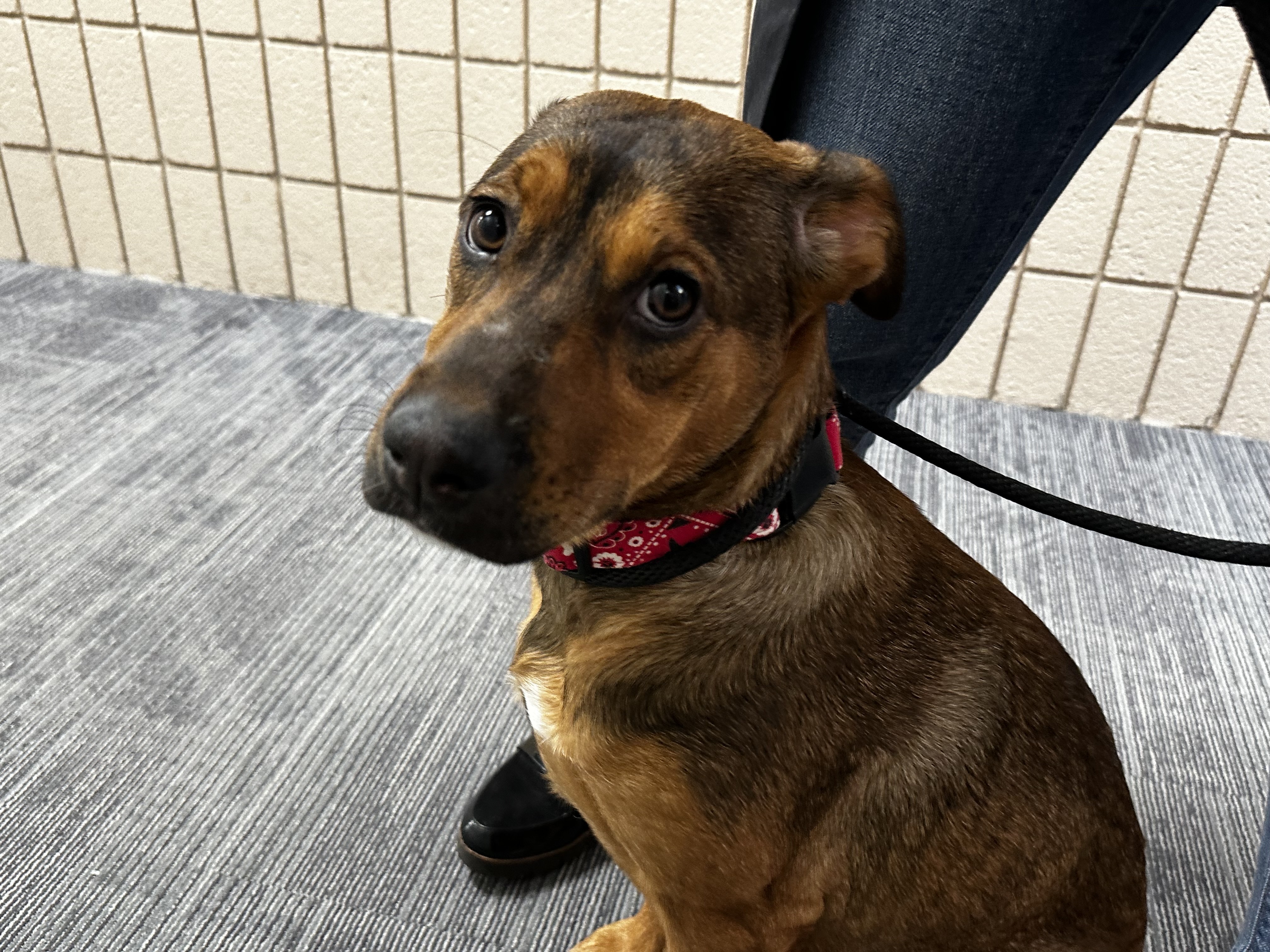 Pet Adoption Tuesday: Meet Acorn!