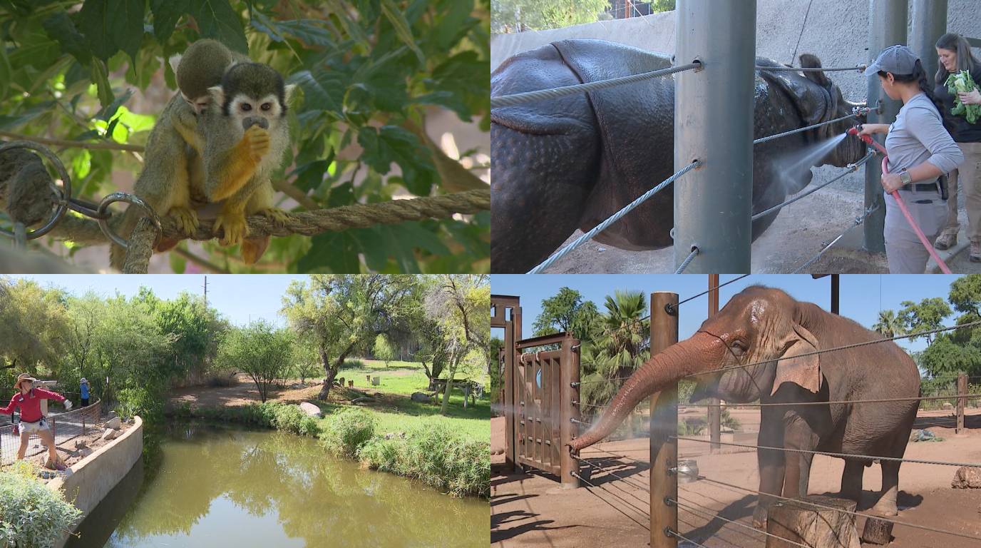 PHOTOS: How the Phoenix Zoo keeps animals cool during the summer. 