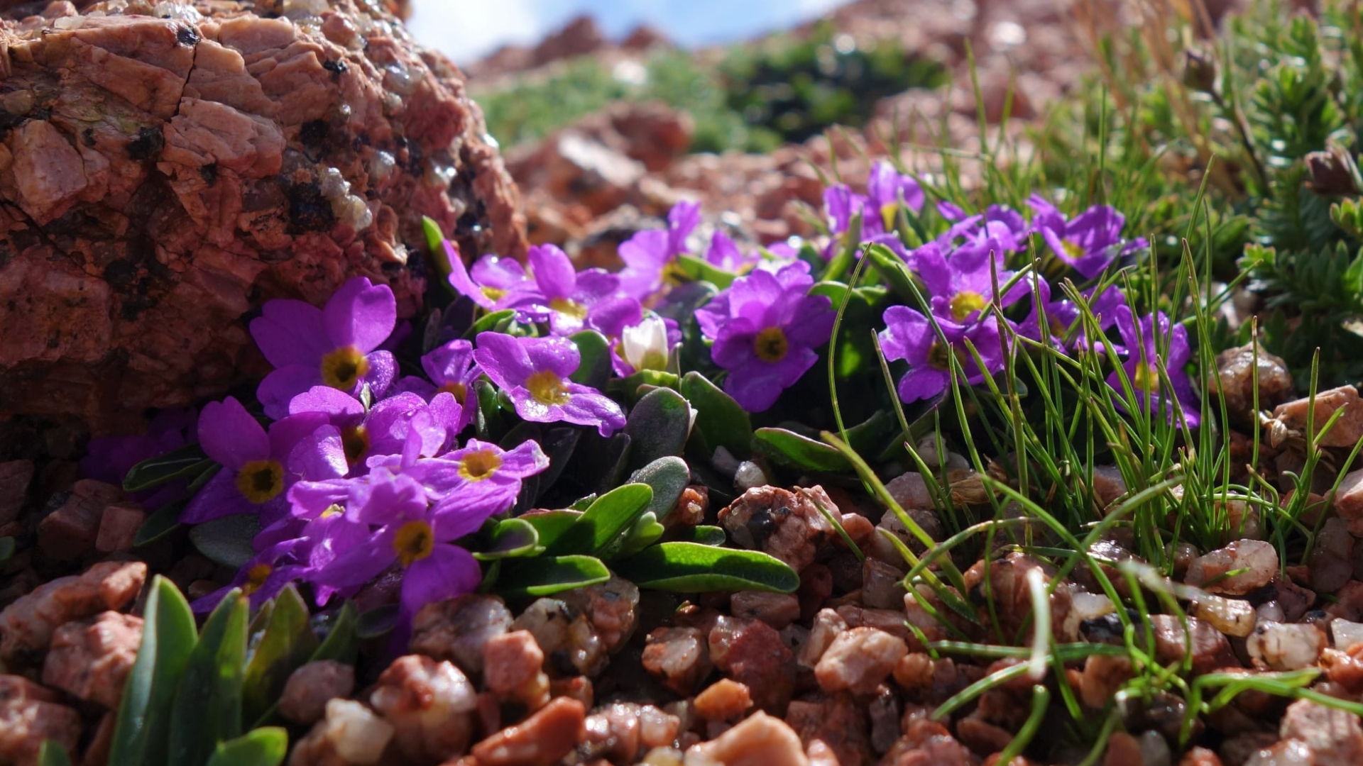 Jeff Castillo Pikes Peak Wildflowers 4.jpg