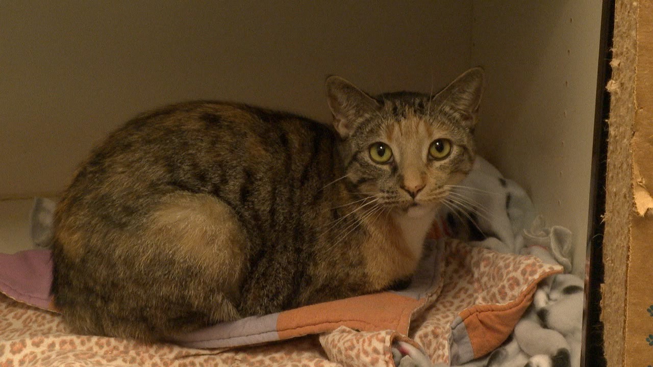 A cat at the Wakulla County Animal Shelter