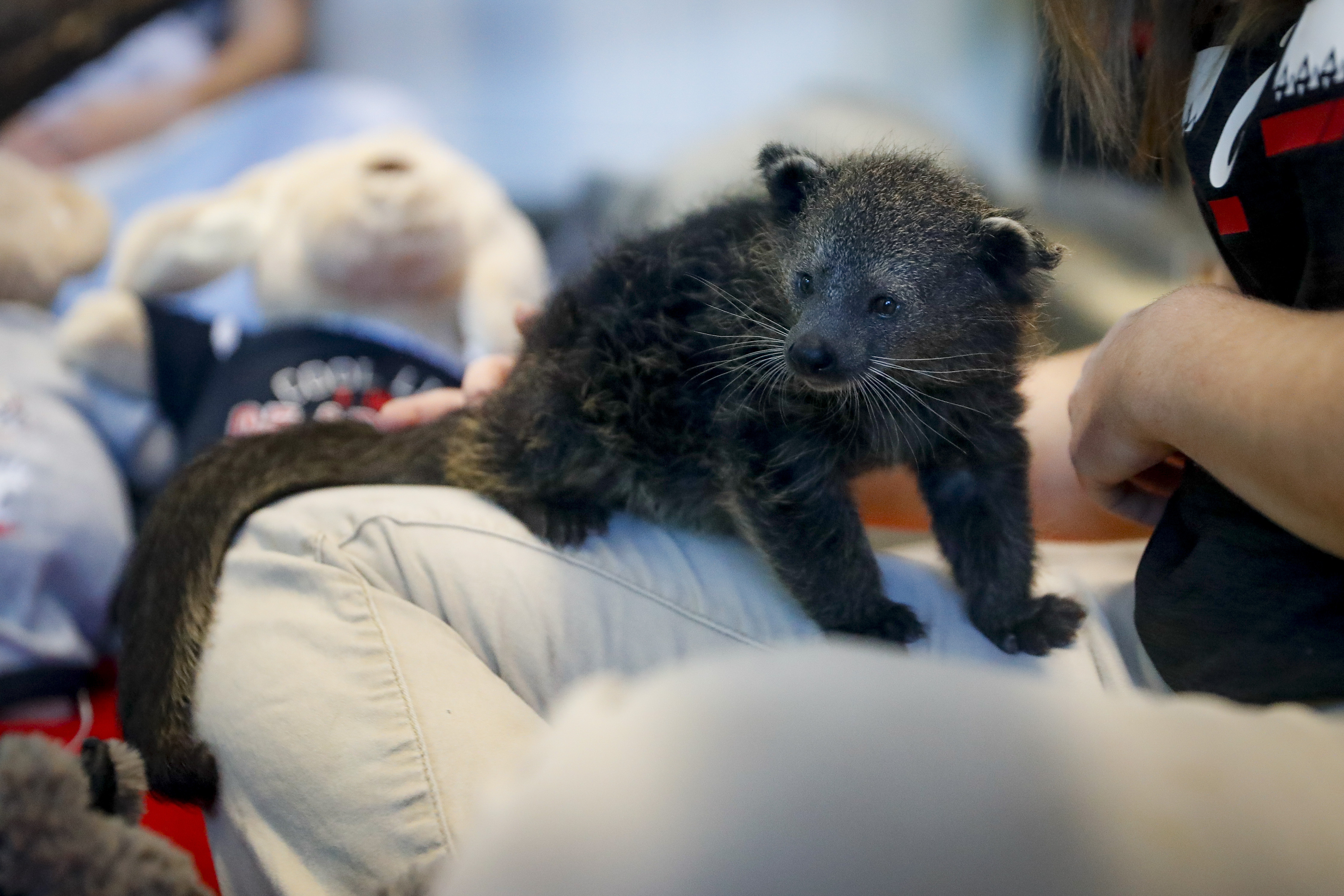 Cincinnati Zoo Bearcat