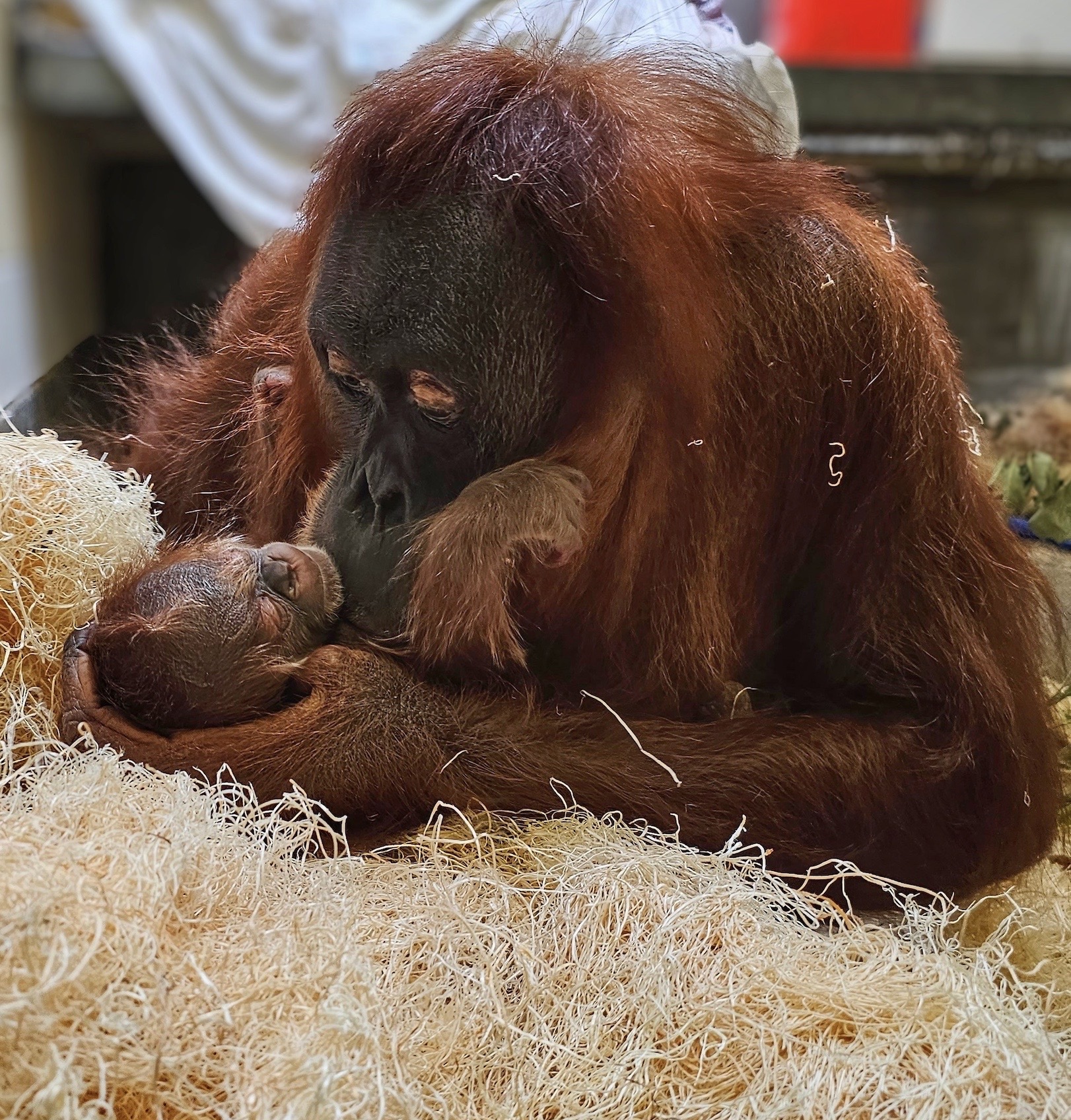 baby orangutan born at denver zoo_aug 27 2023.jpg
