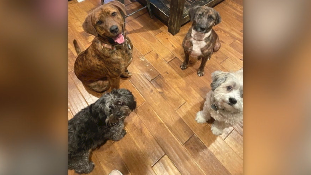 Compassion-Kind-dog-fostering.png