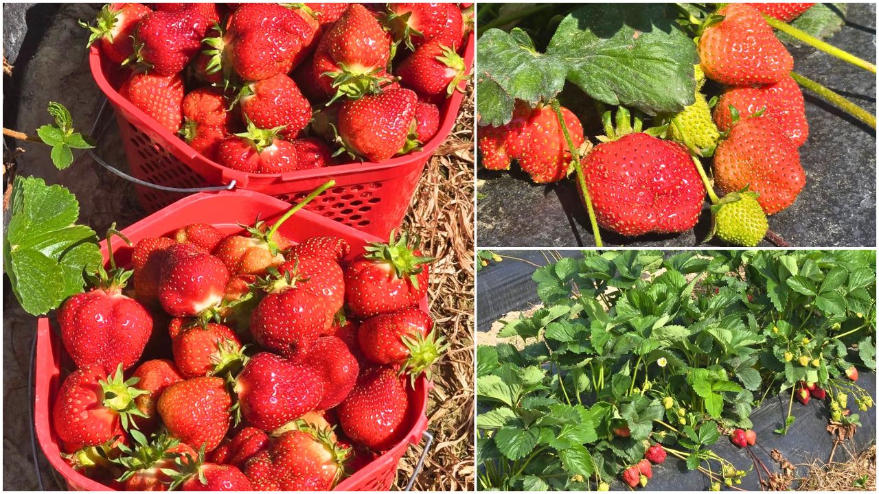 Drought warning creates major problems for Virginia farmers trying to save their strawberry crops 