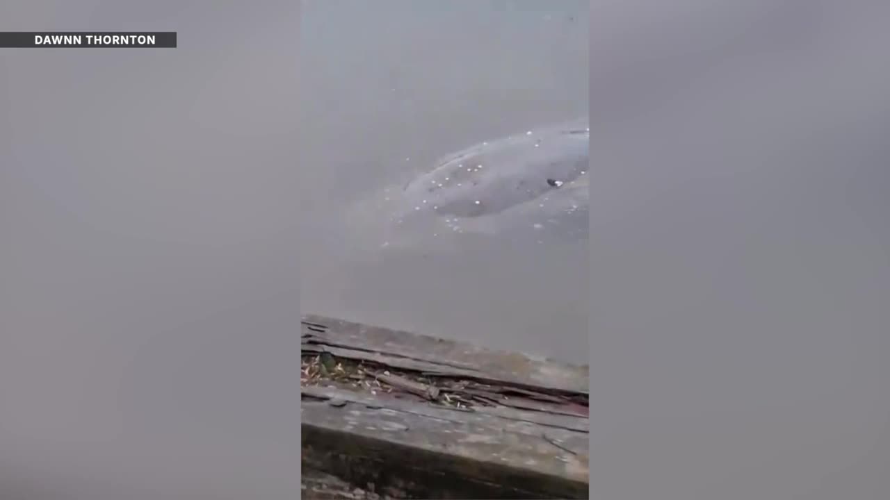 Manatee spotted swimming in Appomattox River.jpg