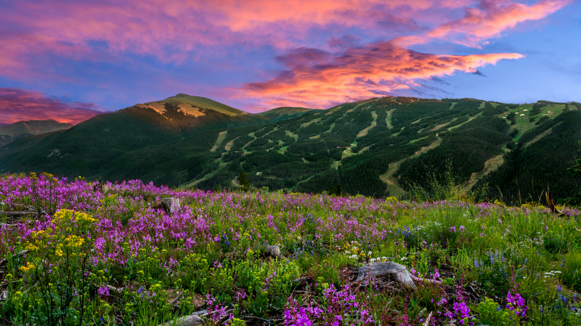 Keystone Wild Flowers