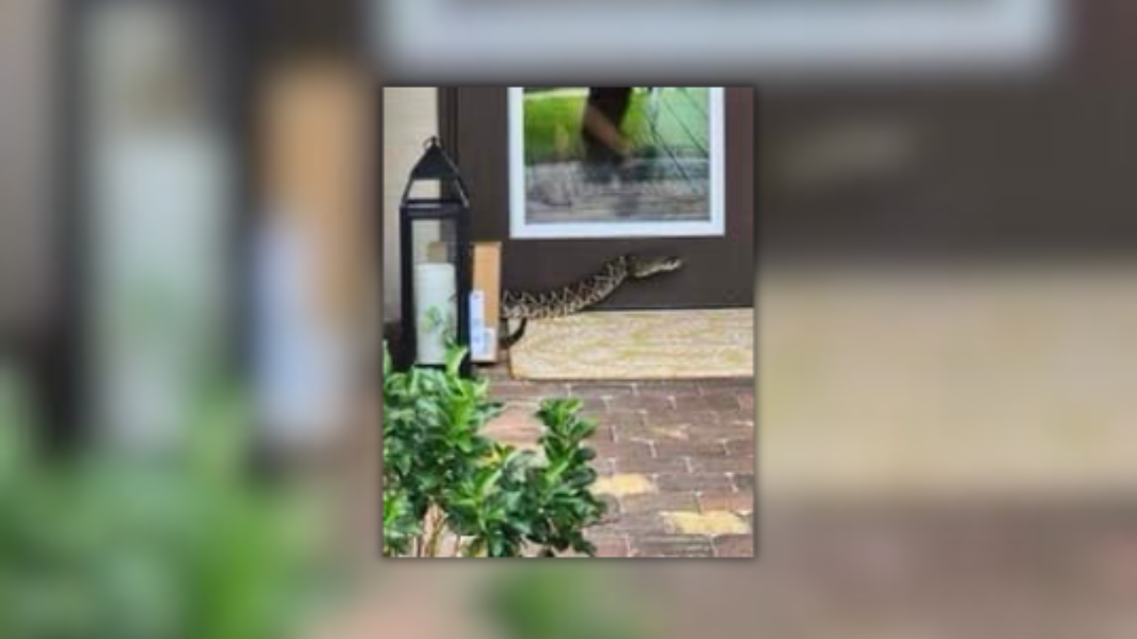 Eastern diamondback rattlesnake Martin County