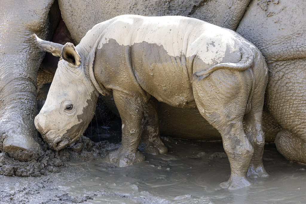 Rhino Birth California Zoo