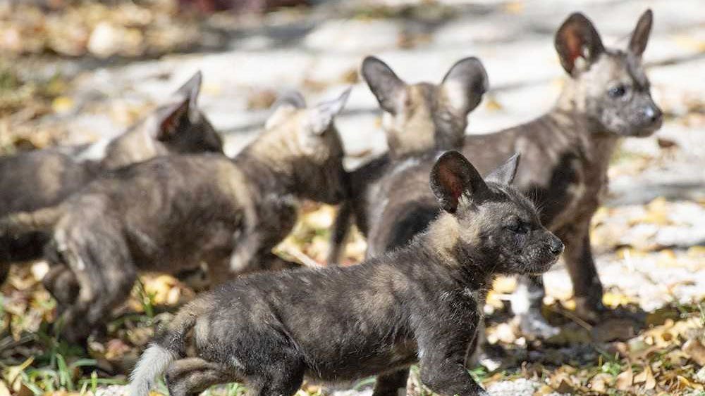 wptv-african-painted-dogs-.jpg