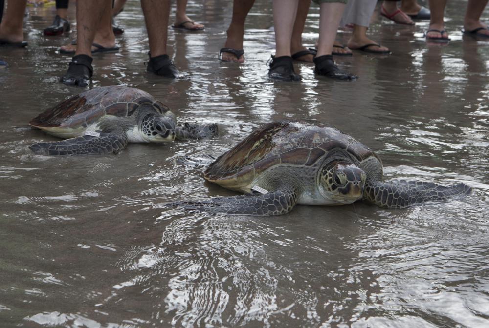 Green sea turtles AP.jpeg